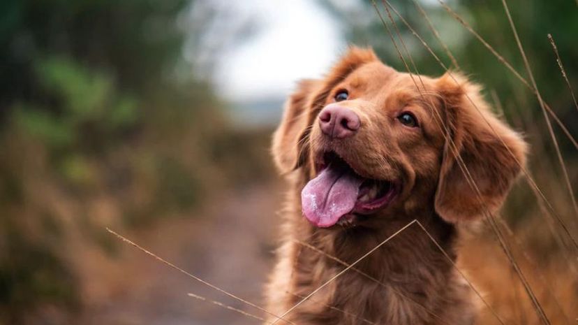 Happy dog