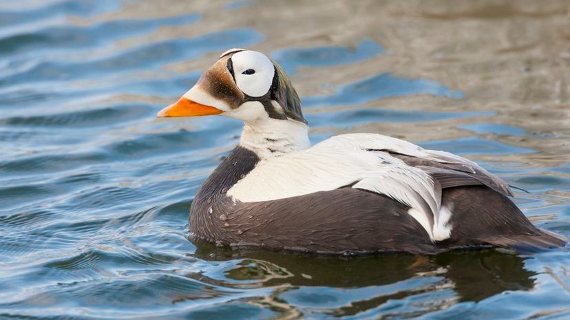 Spectacled eider