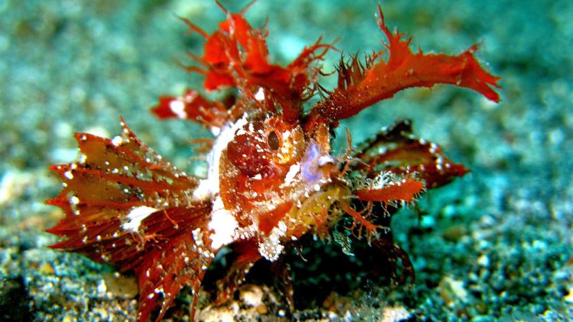 Scorpionfish