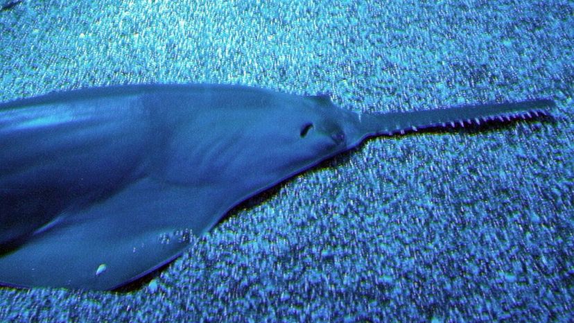 Dwarf Sawfish