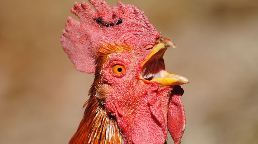 Shocked Rooster