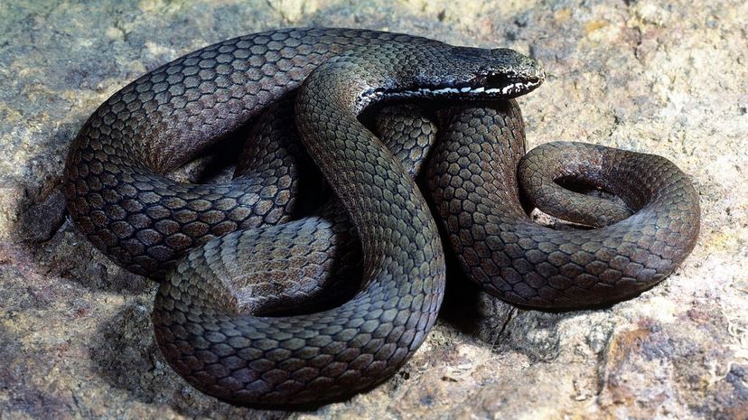 White-lipped snake