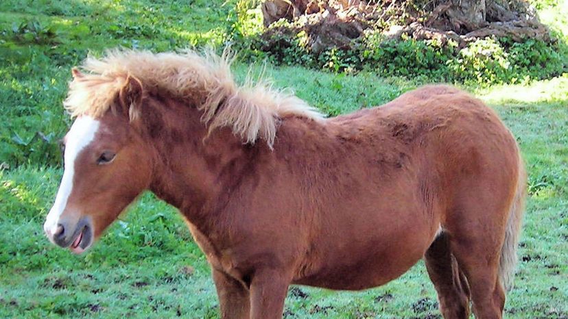 Kerry Bog Pony