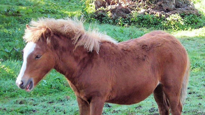 Kerry Bog Pony