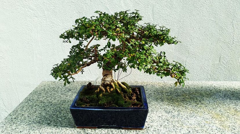 39 Bonsai