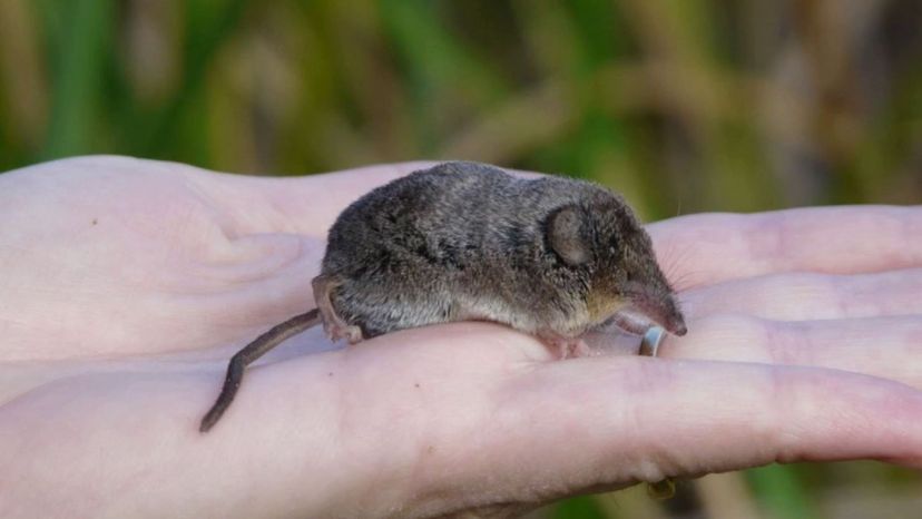 American Shrew Moles