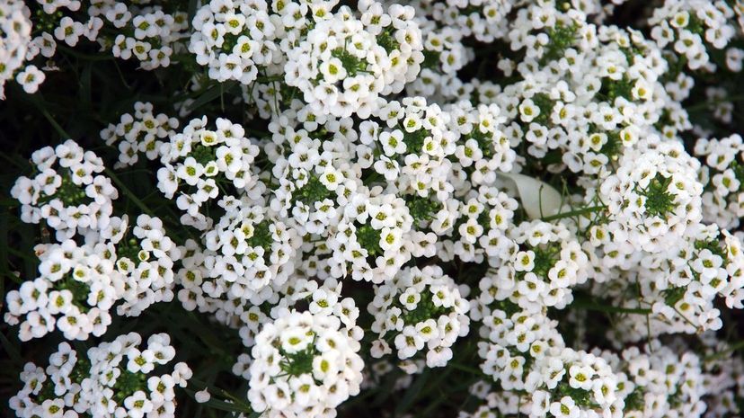 Sweet alyssum