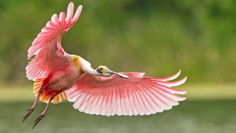 Roseate Spoonbill