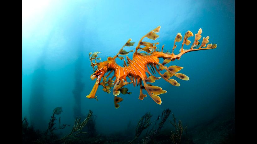 Leafy seadragon