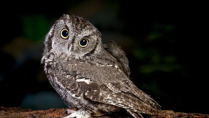 Screech Owl