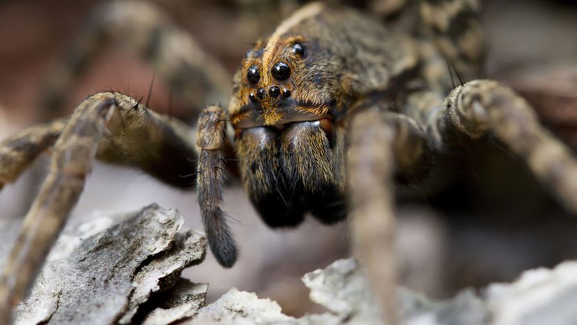 Carolina Wolf Spider