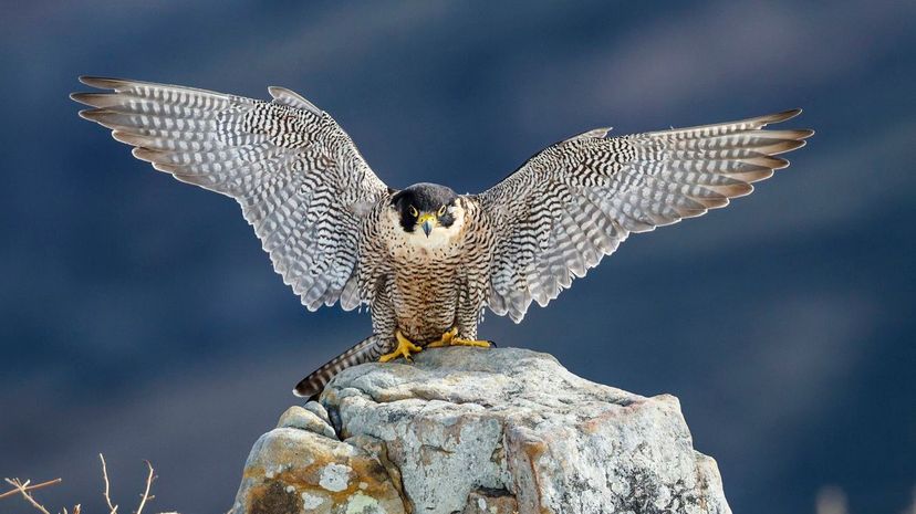 Peregrine falcon