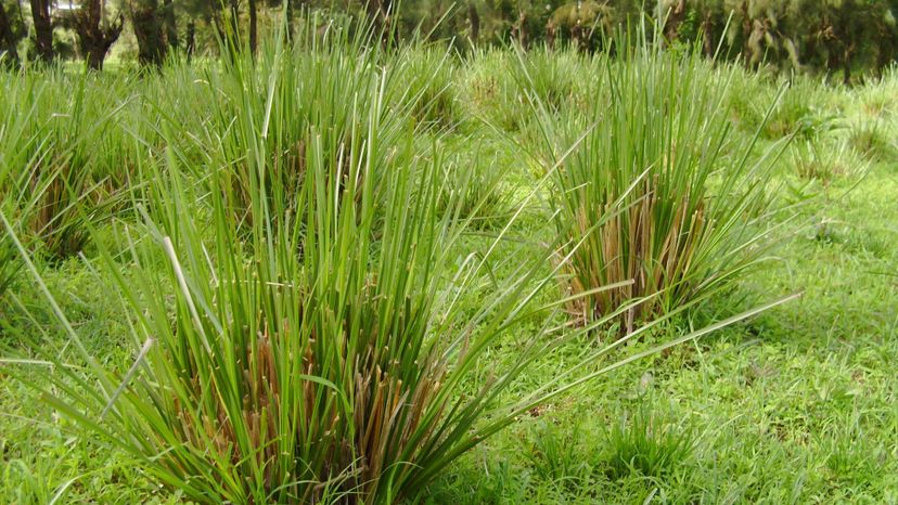 vetiver grass