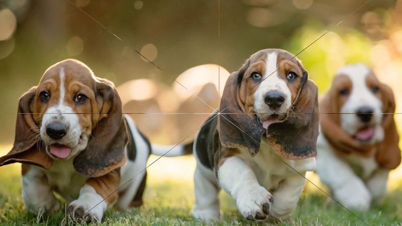 Basset Hounds