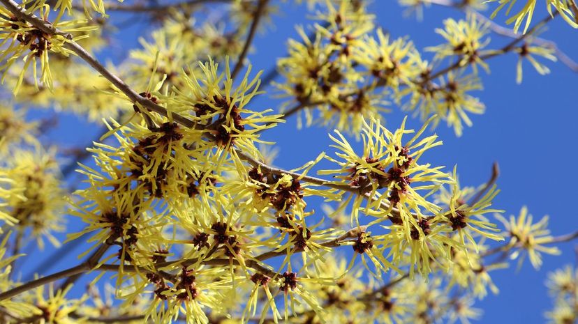 Witch Hazel