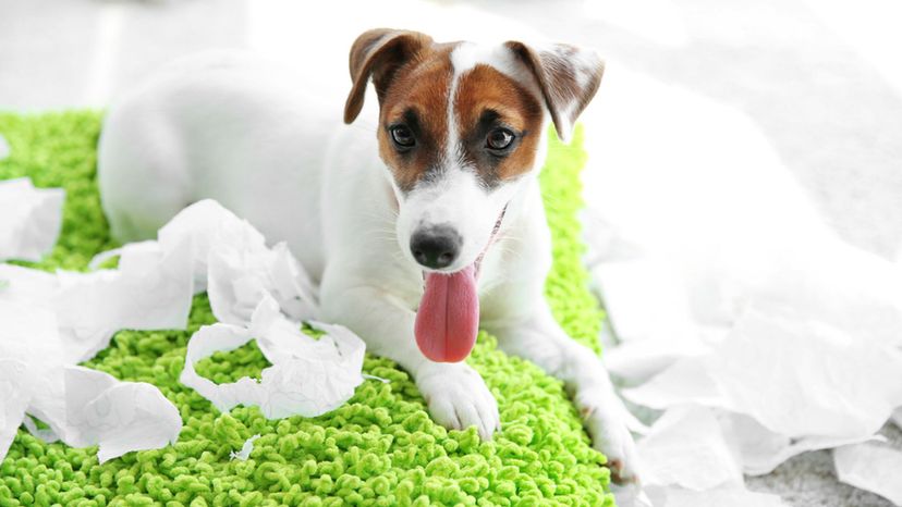 Jack Russel Terrier