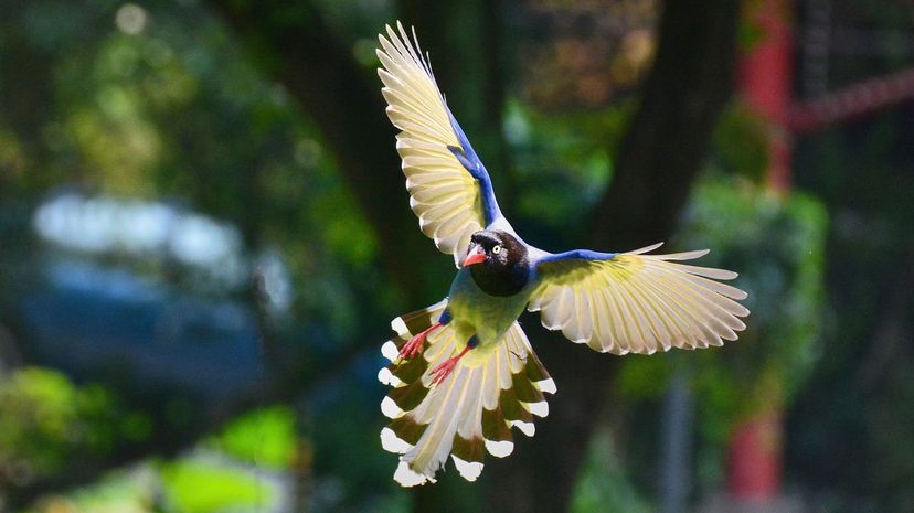 Formosan magpie