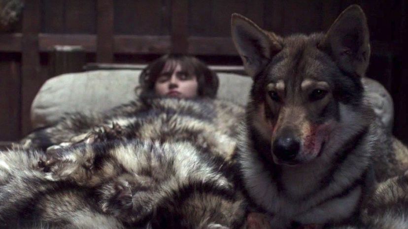 Which &quot;Game of Thrones&quot; Direwolf Are You?