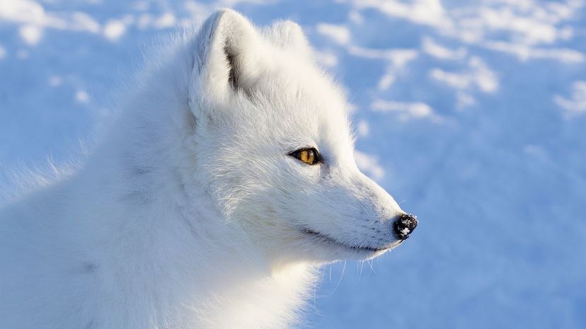 Arctic fox