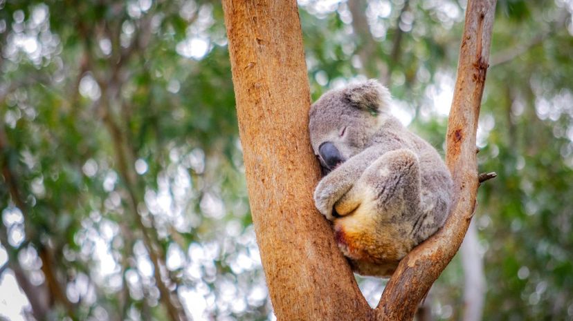 Koala