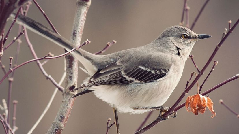 Northern mockingbird