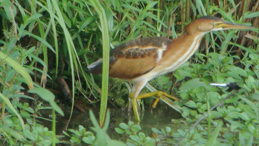 Least Bittern