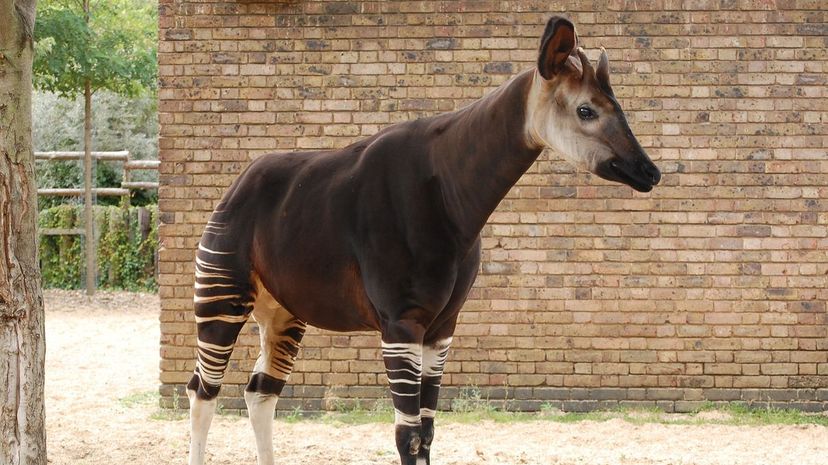 Okapi Standing