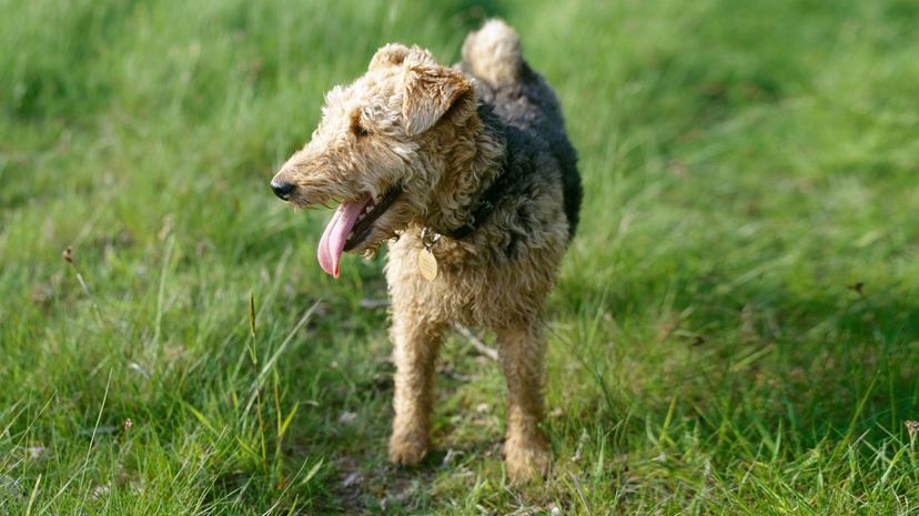 Welsh terrier