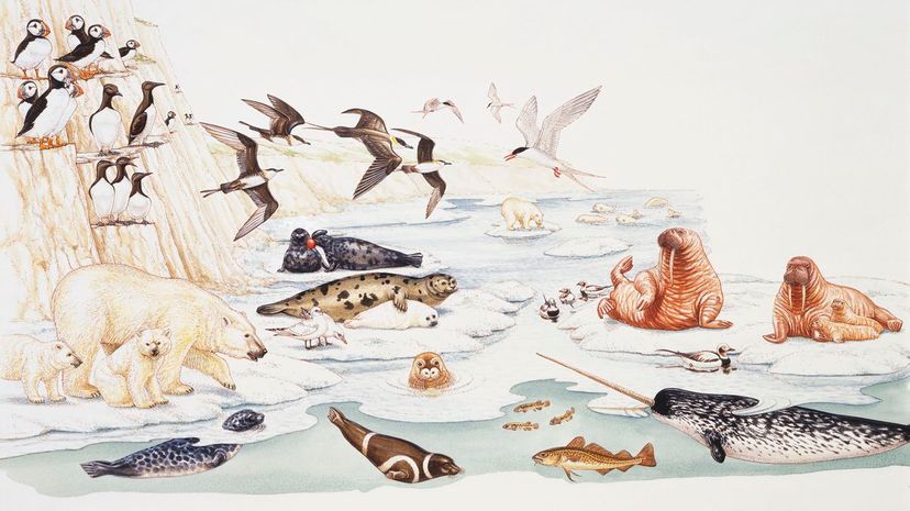 Selection of marine and arctic wildlife