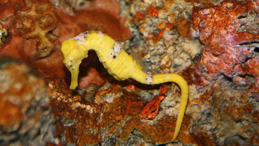 Slender Seahorse (Hippocampus_reidi)