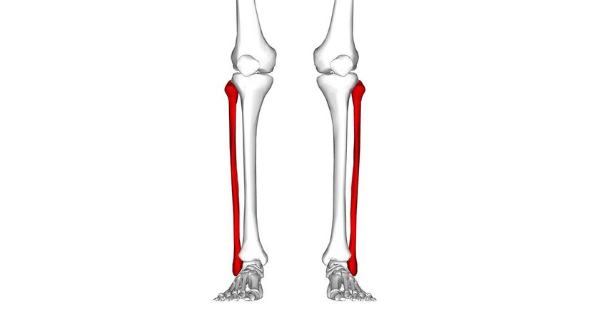 Fibula