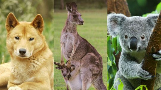 Which Australian Animal Are You?