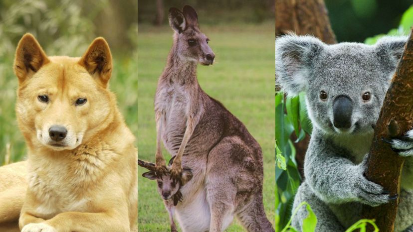 Which Australian Animal Are You?