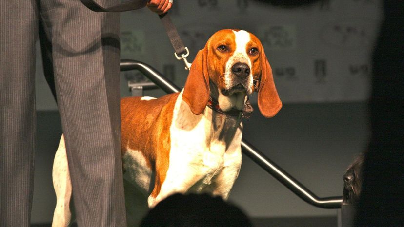 American English Coonhound