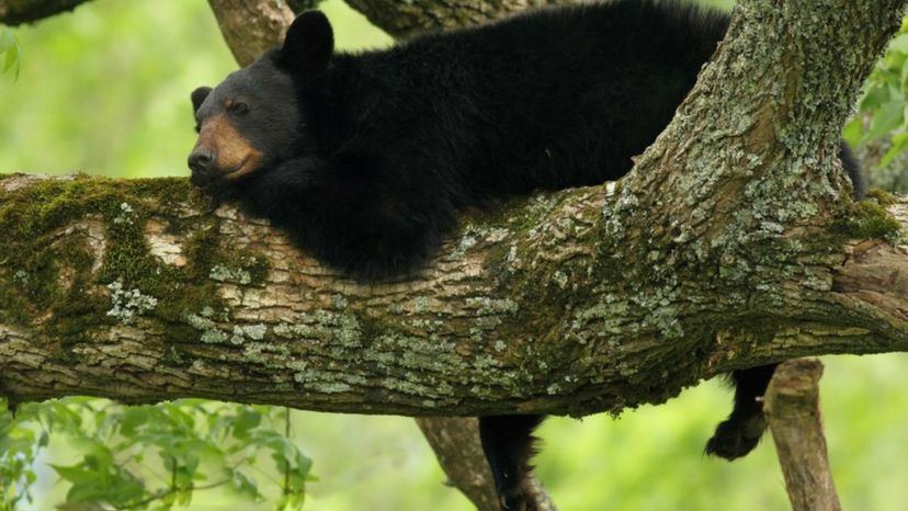 Seul un expert animalier peut répondre à toutes ces questions. Et vous?