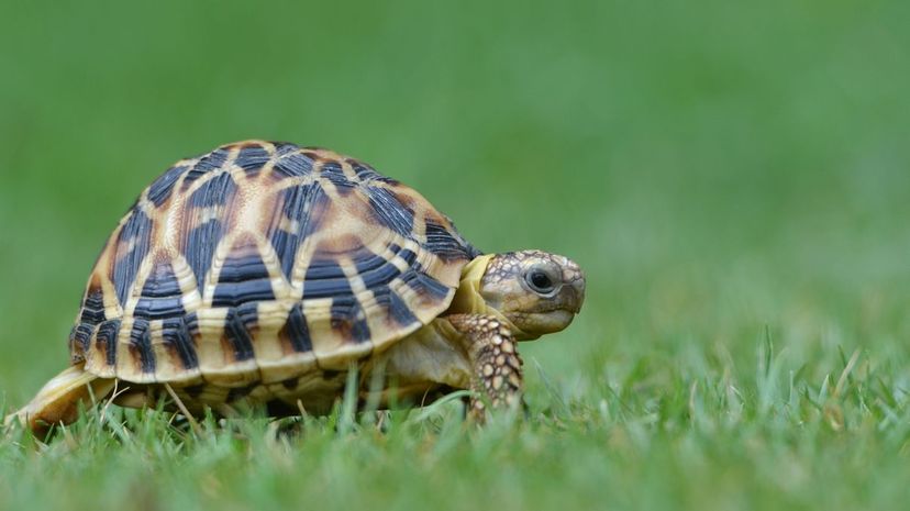 10 Turtle GettyImages-136137777