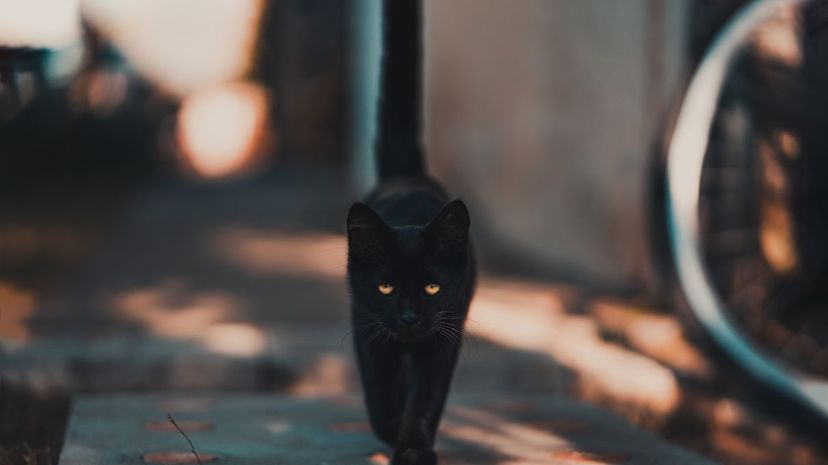 Black cat