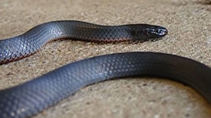 Blue-bellied black snake