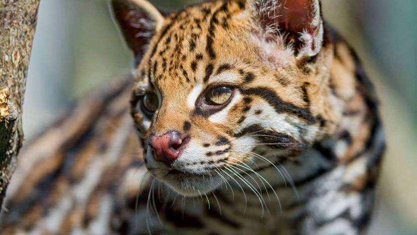 Ocelot