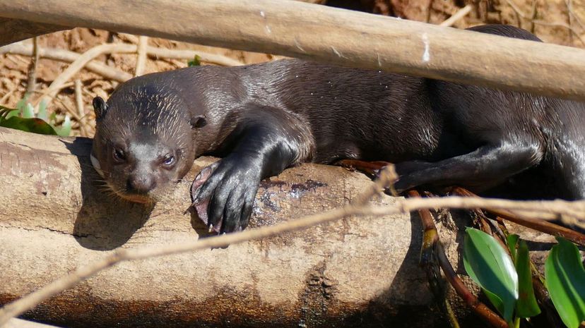 River Otter