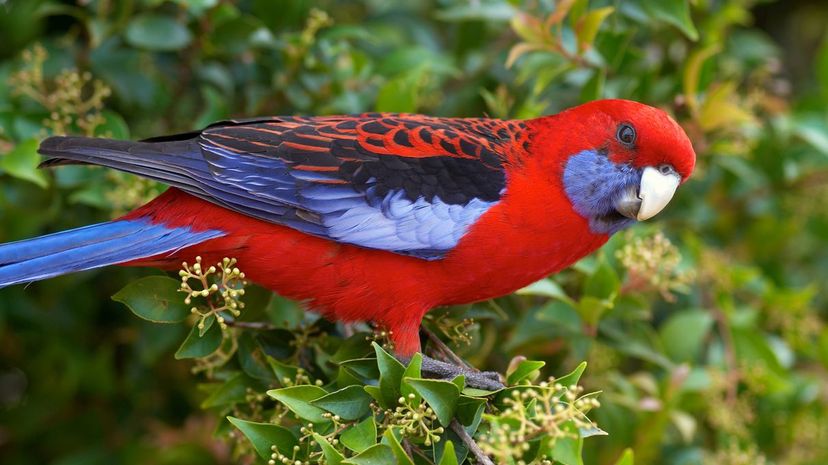 Crimson rosella