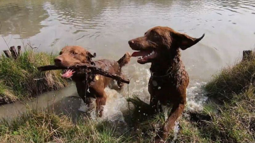 23 Chesapeake Bay retriever