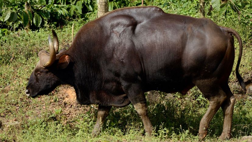 Gaur