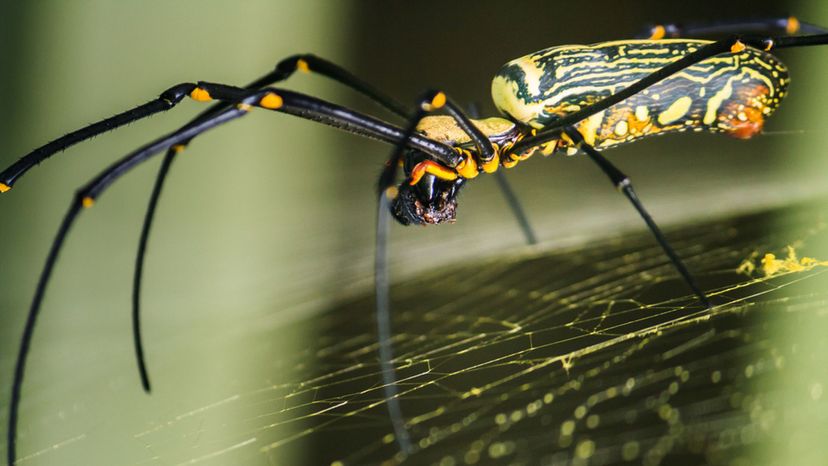 Golden Orb Weaver