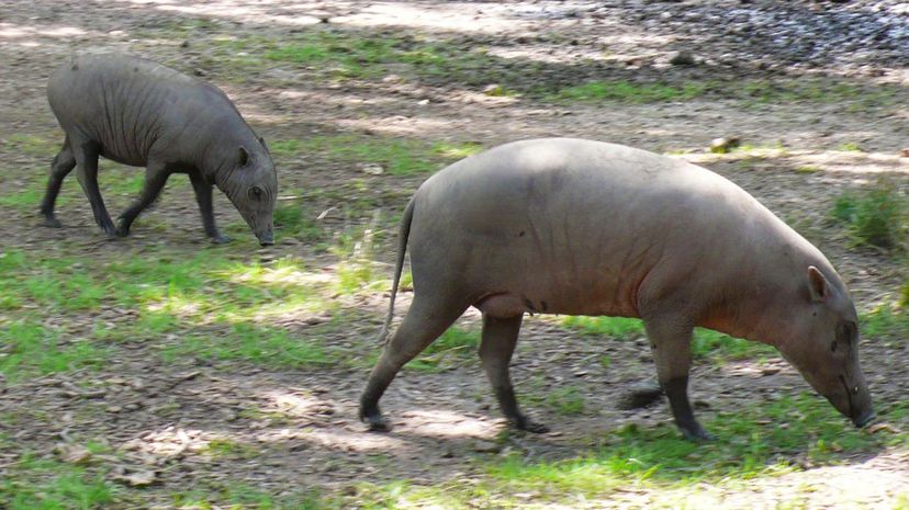 Babirusa