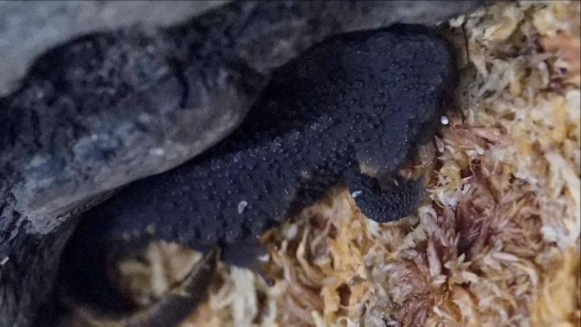 Alligator Newt