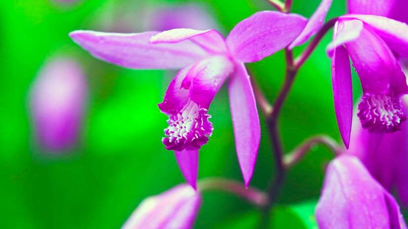 Chinese ground orchid
