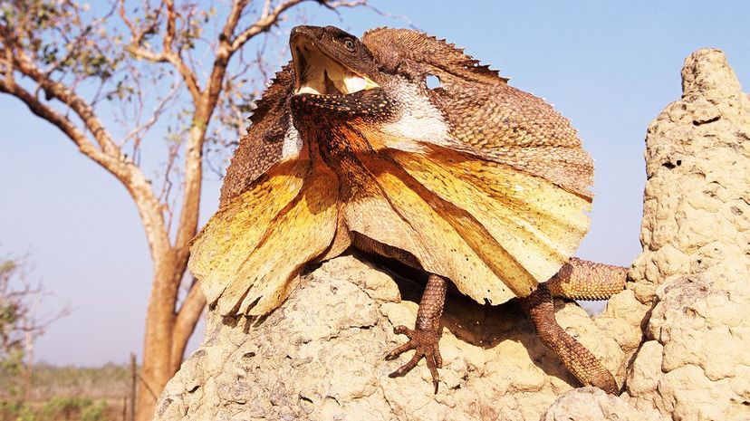 Frilled Lizard