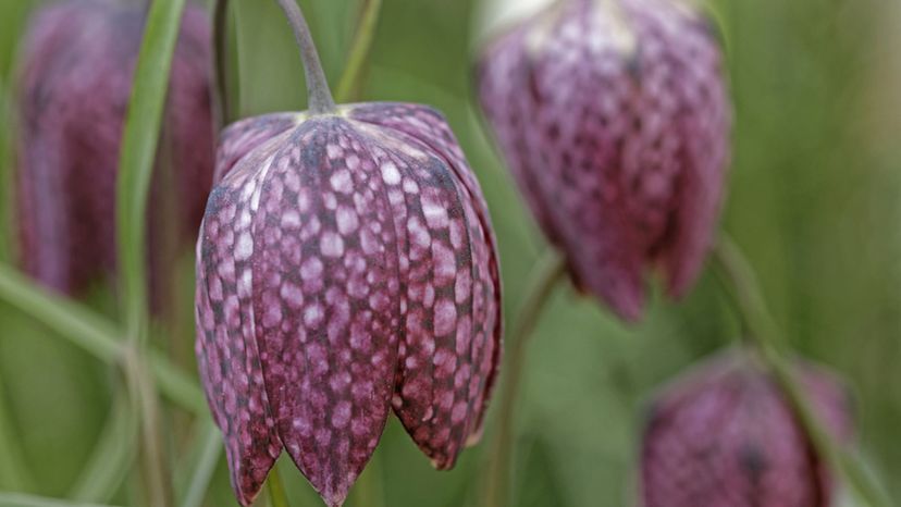 Checkered lily