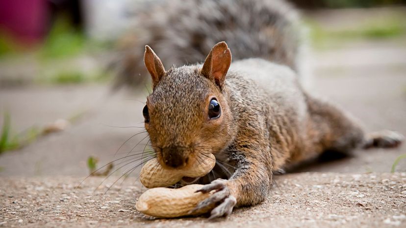 Squirrel